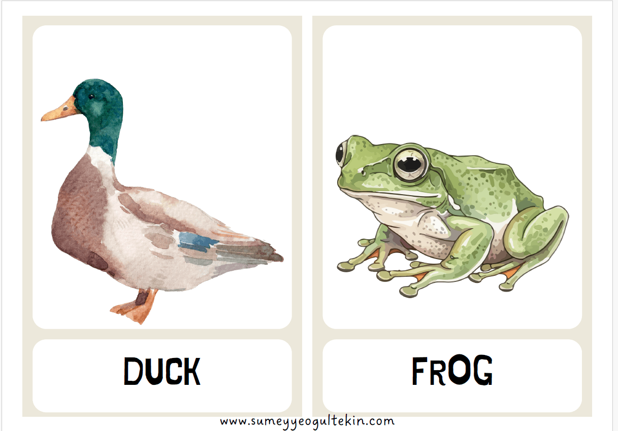 Multi English 5 ÇYD - Theme 7 Animals FLASHCARDS